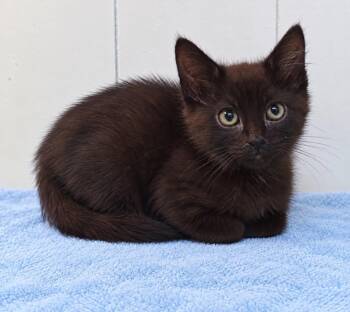 Powell (PetSmart Winchester Rd. Memphis) -  Domestic Short Hair Cat for Adoption in Millington, Tennessee - Powell (PetSmart Winchester Rd. Memphis) | PetCurious