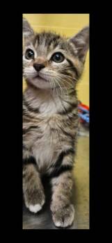 Pickletoes -  Domestic Short Hair Cat for Adoption in Crossville, Tennessee - Pickletoes | PetCurious