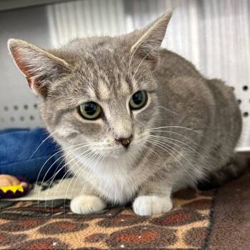 Mica -  Domestic Short Hair Cat for Adoption in Denver, Colorado - Mica | PetCurious