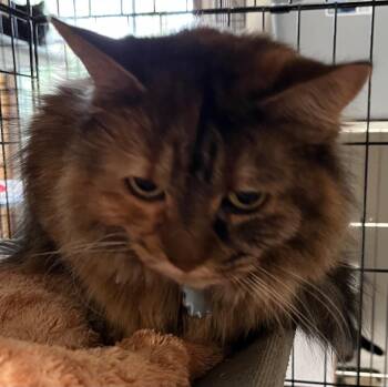 Peaches -  Domestic Long Hair Cat for Adoption in Thompson Falls, Montana - Peaches | PetCurious