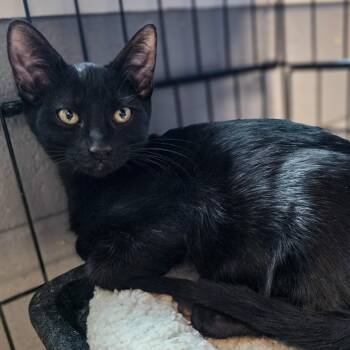 Oz -  Domestic Short Hair Cat for Adoption in Gainesville, Texas - Oz | PetCurious