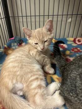 Domestic Short Hair Cats Available for Adoption in Blountville, Tennessee - Creampuff | PetCurious