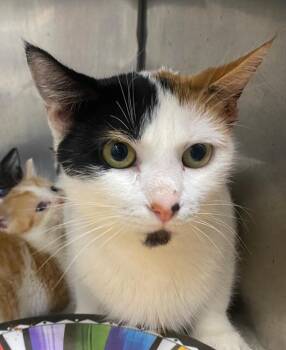 Mocha Madness -  Domestic Short Hair Cat for Adoption in Fall River, Massachusetts - Mocha Madness | PetCurious