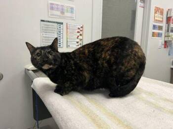 Jean -  Domestic Short Hair Cat for Adoption in Kansas City, Missouri - Jean | PetCurious