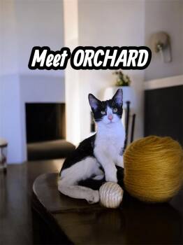 Rescue Domestic Short Hair Cats for Adoption in Boca Raton, Florida - Orchard | PetCurious
