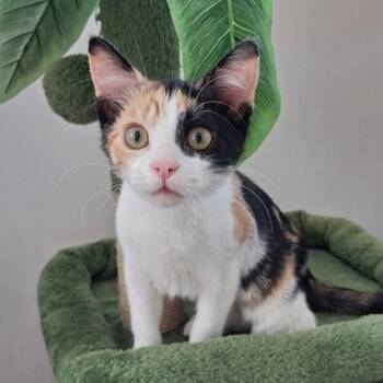 Shine -  Domestic Short Hair Cat for Adoption in Sweetwater, Tennessee - Shine | PetCurious