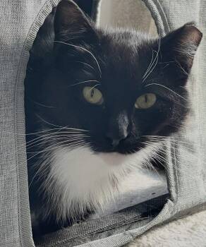 Domestic Short Hair Cats Available for Adoption - Marquis And Majesty | PetCurious