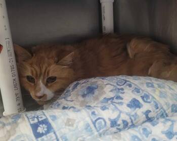 Rescue Domestic Long Hair Cats for Adoption in Raleigh, North Carolina - LINDY HOP | PetCurious