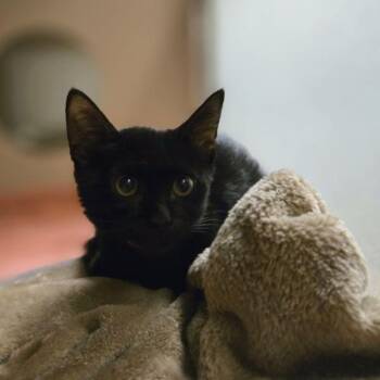 Lyric -  Domestic Short Hair Cat for Adoption in Oakland, California - Lyric | PetCurious
