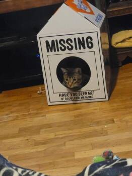 Kat -  Tabby and Domestic Short Hair Cat for Adoption in Plumerville, Arkansas - Kat | PetCurious