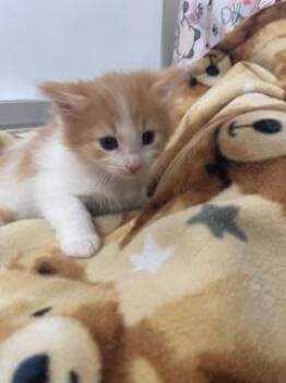 Amy -  Maine Coon Cat for Adoption in Parlier, California - Amy | PetCurious