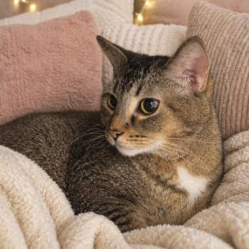 Domestic Short Hair Cats Available for Adoption in Chapel Hill, North Carolina - Cakepop | PetCurious