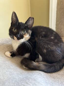 Rescue Domestic Short Hair Cats for Adoption in Boiling Springs, Pennsylvania - Penelope | PetCurious