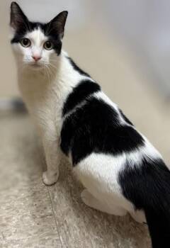 Lainey -  Domestic Short Hair Cat Available for Adoption in Pearland, Texas - Lainey | PetCurious