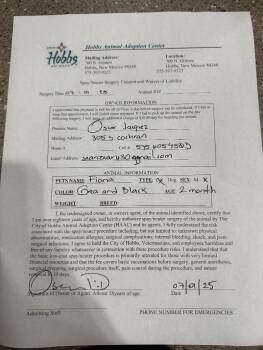 Domestic Short Hair Cats Available for Adoption in Hobbs, New Mexico - Fiona | PetCurious