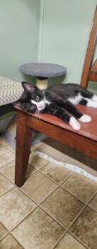 Enchilada -  Domestic Short Hair Cat for Adoption in Stover, Missouri - Enchilada | PetCurious