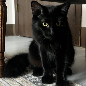 Fuzzy -  Domestic Long Hair Cat for Adoption - Fuzzy | PetCurious