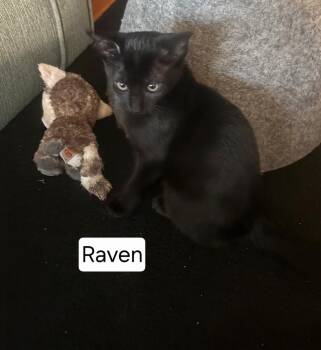 Raven 7977 -  Domestic Short Hair Cat for Adoption in Dallas, Texas - Raven 7977 | PetCurious