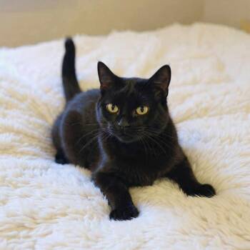 Domestic Medium Hair Cats Available for Adoption in Greensburg, Pennsylvania - Gypsy  | PetCurious