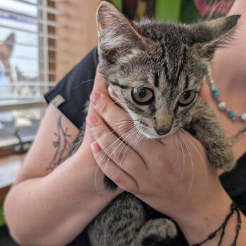 Hampton Inn -  Domestic Short Hair Cat for Adoption in Emporia, Kansas - Hampton Inn | PetCurious