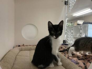 SPRINGFIELD -  Domestic Medium Hair Cat for Adoption in Sugar Land, Texas - SPRINGFIELD | PetCurious