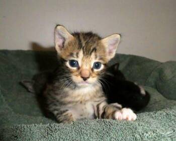 Mademoiselle 3 -  Domestic Short Hair Cat for Adoption in Fallston, Maryland - Mademoiselle 3 | PetCurious