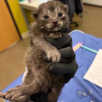 Cheeseburger -  Domestic Short Hair Cat for Adoption in Keizer, Oregon - Cheeseburger | PetCurious