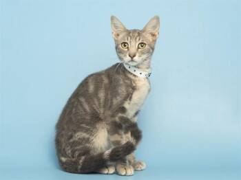 LEONARDO -  Domestic Short Hair Cat for Adoption in Phoenix, Arizona - LEONARDO | PetCurious