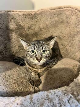 Rescue Domestic Short Hair Cats for Adoption in Toronto, Ontario - Sassy Pants | PetCurious