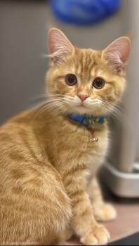 Domestic Short Hair Cats Available for Adoption in Snow Hill, Maryland - Cheeto | PetCurious
