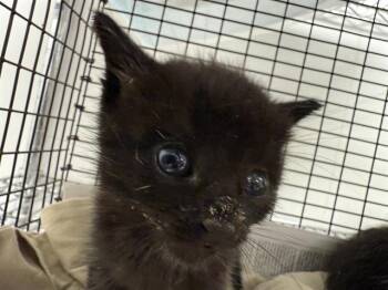 Rescue Domestic Short Hair Cats for Adoption in Fort Lauderdale, Florida - A2445310 | PetCurious