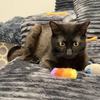 Arwen -  Domestic Short Hair Cat for Adoption in Norwalk, Connecticut - Arwen | PetCurious