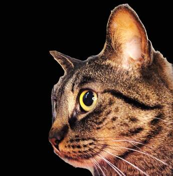 Luna -  American Shorthair Cat for Adoption in Port Chester, New York - Luna | PetCurious
