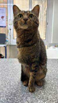 Egyptian Mau Cats Available for Adoption - Penny - Tripawd! | PetCurious