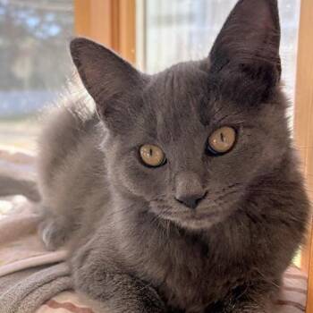Garda -  Maine Coon and Domestic Medium Hair Cat for Adoption in Melrose, Massachusetts - Garda | PetCurious