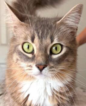 Dilute Tortoiseshell and Domestic Medium Hair Cats Available for Adoption in Austin, Texas - Jasmine | PetCurious