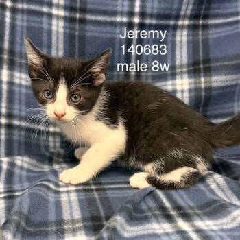 Jeremy -  Domestic Short Hair Cat for Adoption in New Tazewell, Tennessee - Jeremy | PetCurious