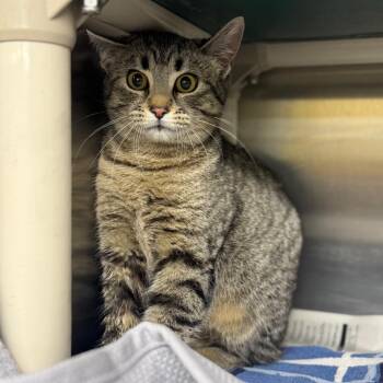 Domestic Short Hair Cats Available for Adoption - Happy | PetCurious