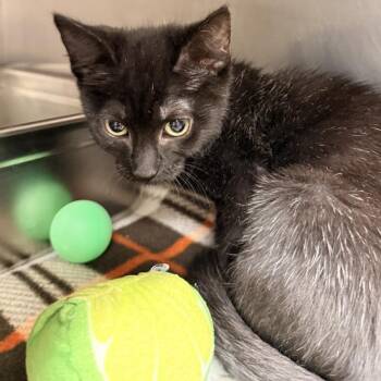 Violet -  Domestic Short Hair Cat for Adoption in Gloucester, Virginia - Violet | PetCurious