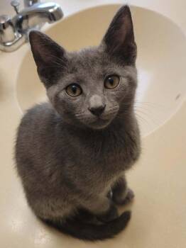 Kenai -  Domestic Short Hair Cat for Adoption in Tucson, Arizona - Kenai | PetCurious