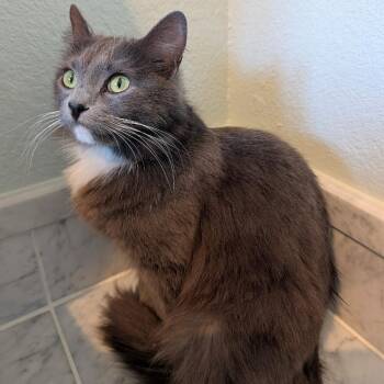 Domestic Medium Hair Cats Available for Adoption in Sunnyvale, California - Priscilla | PetCurious