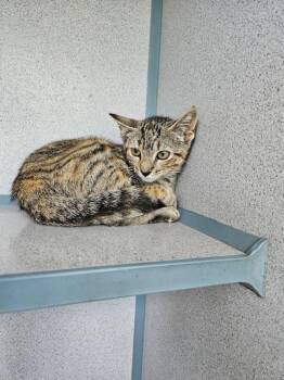 Clover -  Domestic Short Hair Cat for Adoption in Montgomery, New Jersey - Clover | PetCurious