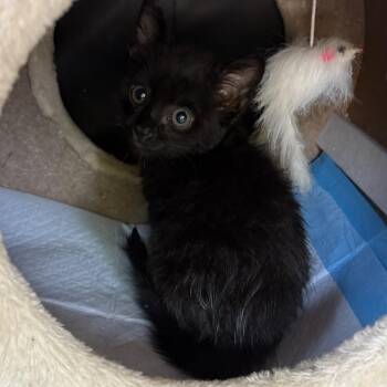Bali (orange) -  Domestic Short Hair Cat for Adoption in Long Beach, California - Bali (orange) | PetCurious
