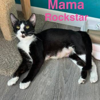 Rockstar -  Domestic Short Hair Cat for Adoption in NEW PT RICHEY, Florida - Rockstar | PetCurious