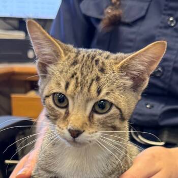 Rescue Domestic Short Hair Cats for Adoption in Jacksonville, Arkansas - Guava | PetCurious