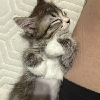 Fusilli aka LiLi -  Domestic Short Hair Cat for Adoption in Gilbert, Arizona - Fusilli Aka LiLi | PetCurious