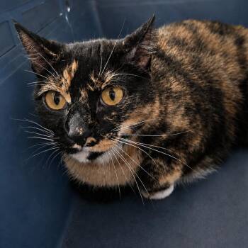 Katseye -  Domestic Short Hair Cat for Adoption in Austin, Texas - Katseye | PetCurious