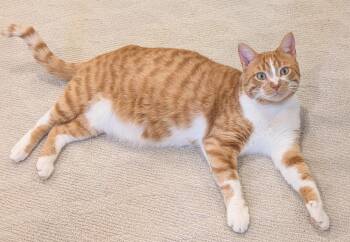 Archie -  Domestic Short Hair Cat for Adoption in Oshawa, Ontario - Archie | PetCurious