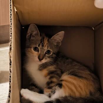 Rescue Domestic Short Hair Cats for Adoption in Houston, Texas - Mitty | PetCurious