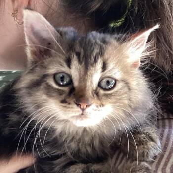 Hattie -  Tabby Cat for Adoption in Stanstead, Quebec - Hattie | PetCurious